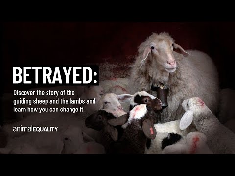 Animal Equality exposes the practice of “Judas Sheep” in factory farming