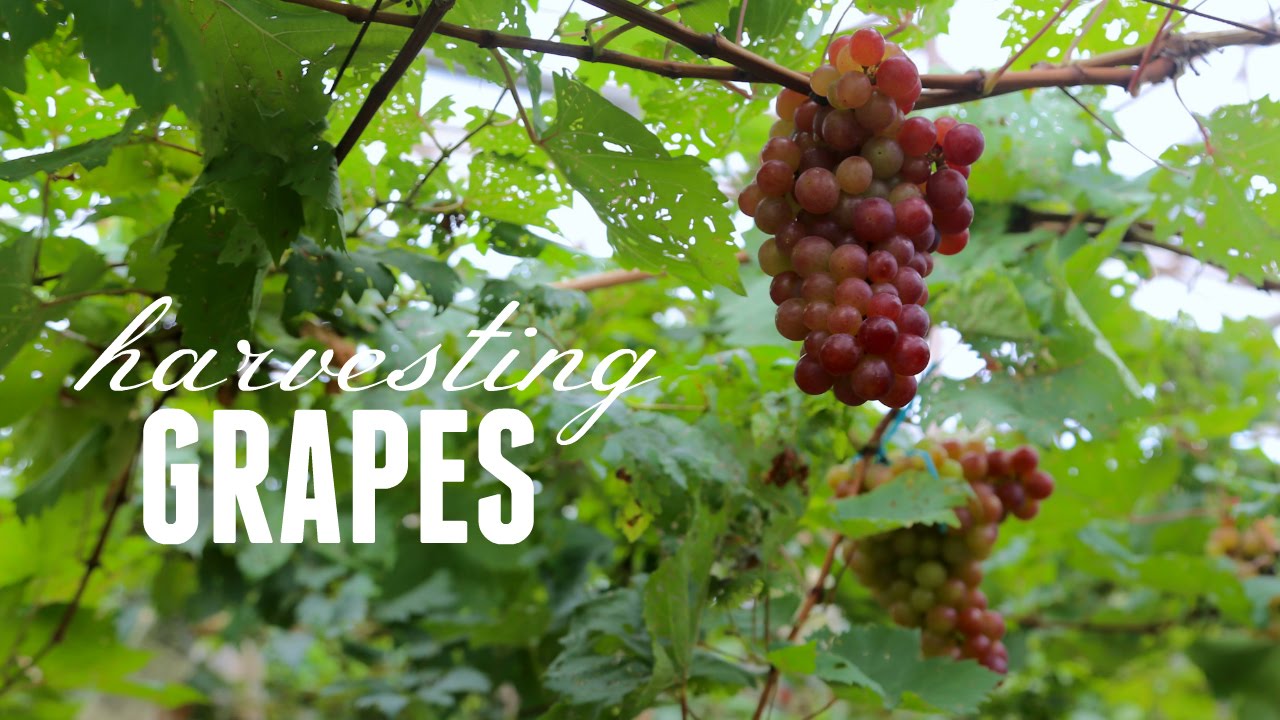 HARVESTING GRAPES YouTube