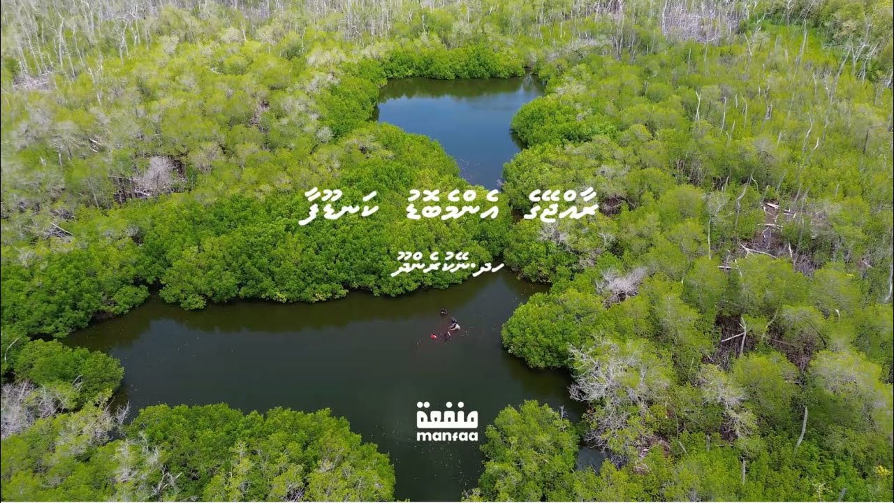 Raajjeyge enme bodu kandoofaa ah dhiun; Thafaathu thajuribaa eh