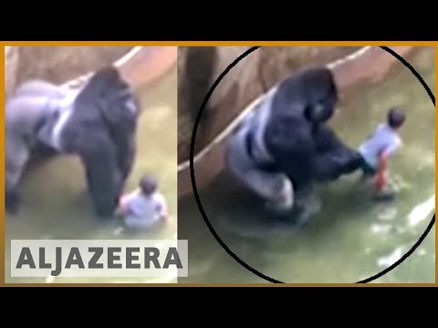 Video: Var harambe en sølvrygggorilla?