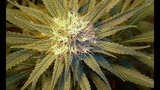 Flower Room Update and Question About Blue Dream