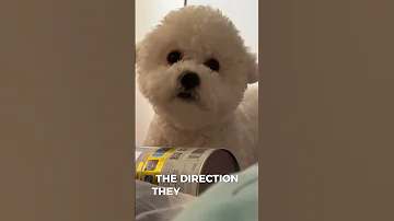Why Do Dogs Wag Their Tails Dog Tail Wagging Body Language Communication 
