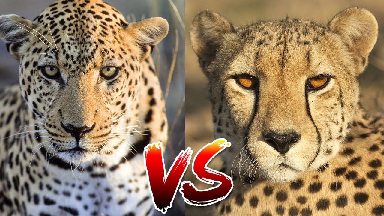 CHEETAH VS LEOPARD | Who Would Win?? - YouTube