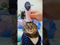 Hilarious Cat Fails & Funny Moments π