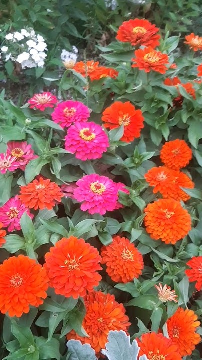 Циния низкорослая, Неприхотливые цветы #огород #flowers #garden #цветы ...