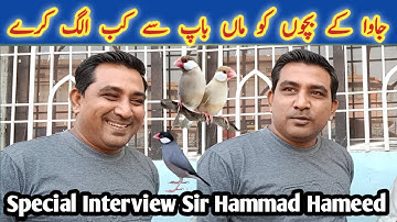 How To Separate Java Sparrow Babies With Parents l V No 175 l Interview Sir Hammad Hameed