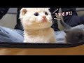【離乳食への道】初めてチュールを食べた子猫の反応がこちらです…スコティッシュフォールドつむの子猫の成長記録 kitten and dolce