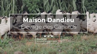 Maison Dandieu - Élevages des Canards | Maison Lascours