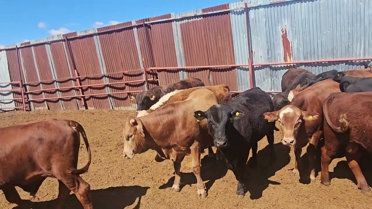 İthal hayvan nasıl alabilirim ithal hayvan almanın maliyeti nedir ?