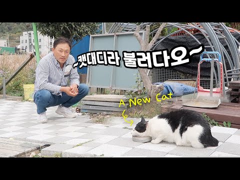 고양이 싫어했던 아빠의 최신 근황