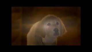 Thewildanimal13S Summer Random Comic Frenzy Clip 7