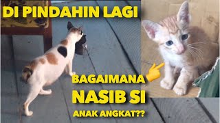 INDUK KUCING MONA PINDAHIN ANAK NYA BAGAIMANA NASIB ANAK ANGKATNYA..??