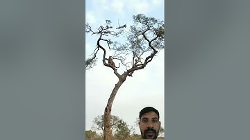 Leopard Hunts Monkey in a High Stakes Treetop Chase trending funny video