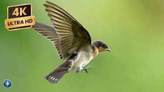 Beautiful Bird Sounds | Hummingbird | Breathtaking Nature | Stress Relief & Healing Ambiance