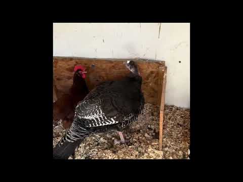 Shangri La Farm Sanctuary