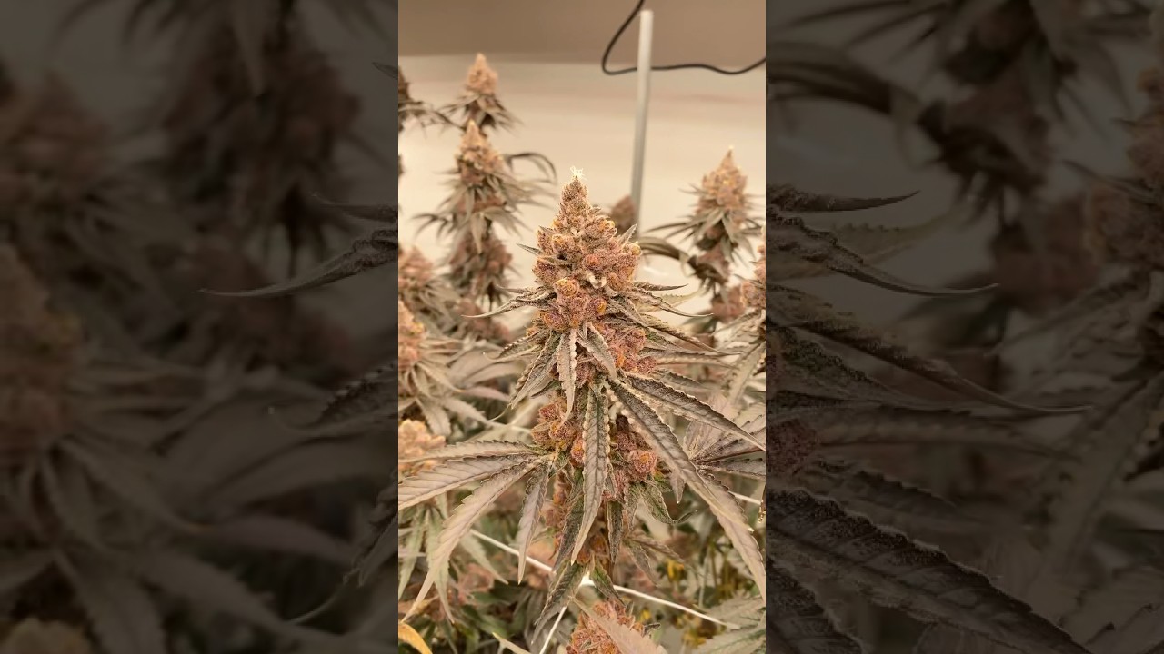 BLOCKBERRY - BLOCK HEAD BUDS 🗿