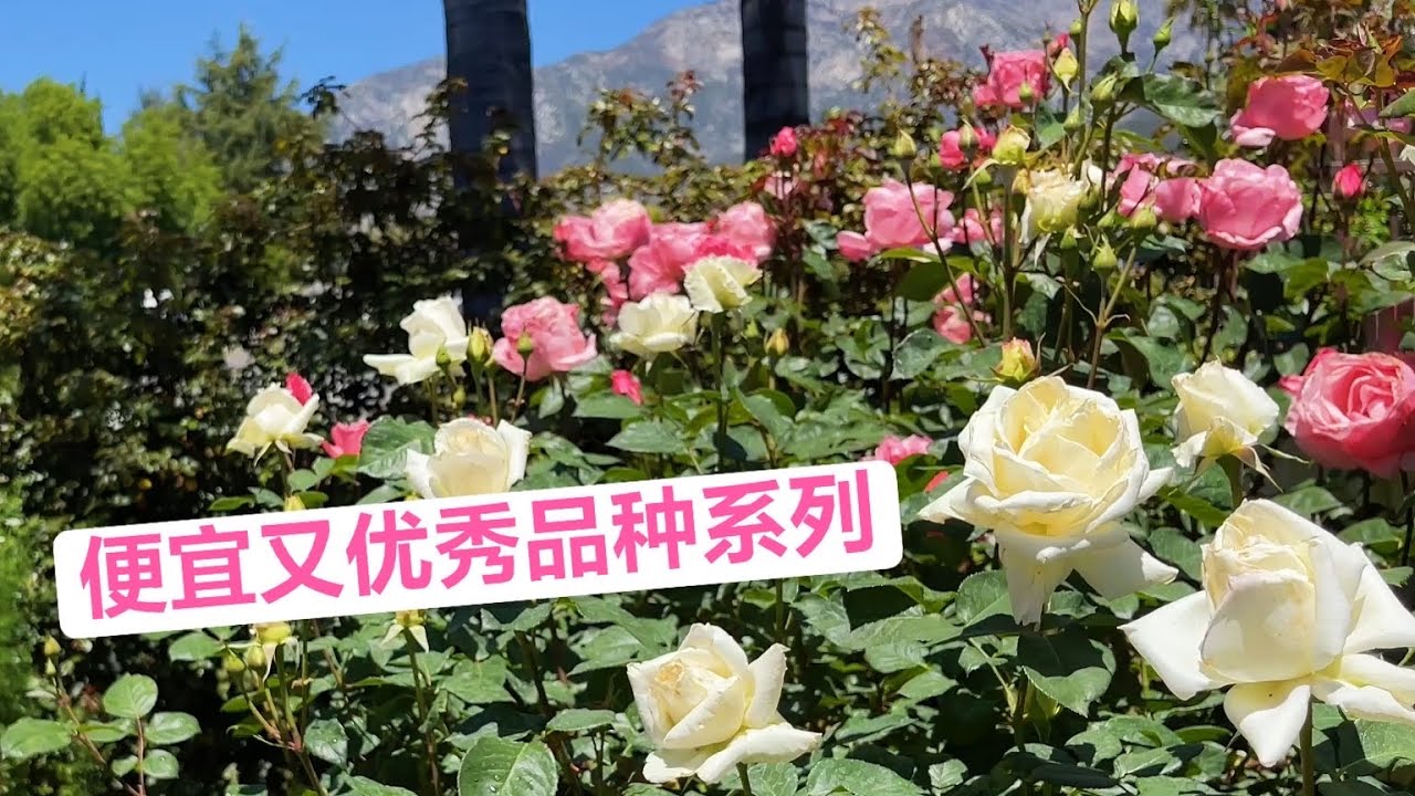 便宜又优秀品种系列 伊丽莎白女王月季Queen Elizabeth，帕斯卡利月季Pascali（园艺篇224）