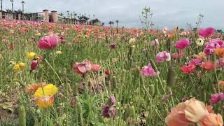Carlsbad Flower Fieds