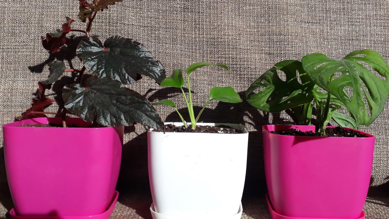 Suda köklenen bitkileri toprağa dikim zamanı .