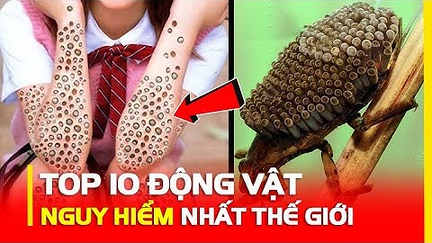 Top 10 loai dong vat nguy hiem nhat the gioi năm 2024