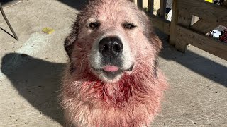 “What a badass dog!!” 😳 🙄  Willow is covered in blood from head to toe #dog #LGD #workingdog #sheep