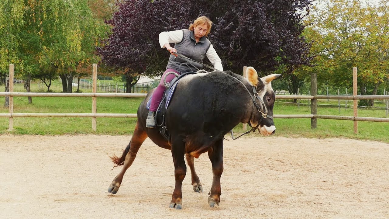 Vais-je monter Lotus ?