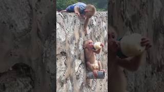 The little monkey snuck up on his brother and almost took his bottle. #funnymonkey