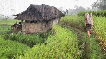 SUMPAH INDAH! Hujan Deras Gemuruh Guntur Mengguyur Kampung Yang Tenang, Sejuk Dan Indah Alam Desanya