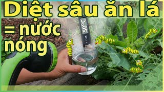 Diệt SÂU ĂN LÁ = Nước Nóng: Nhiệt độ nào?!