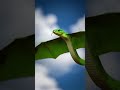#flyingsnake #short #snake