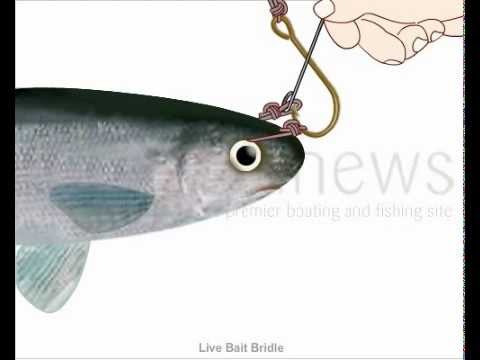 How to Tie Live Bait Bridle 