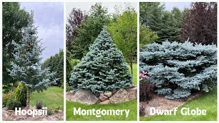 Colorado Blue Spruce: Three Different Looks  Same Great Blue