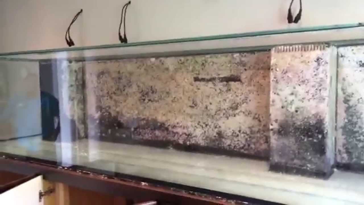 240 gallon reef tank sump filtration build - YouTube