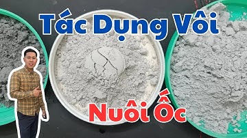 Trải Nghiệm Ốc Nhồi Bị Sưng Vòi Sau Mưa – Mình Đã Làm Gì Để Cứu Ao Ốc?