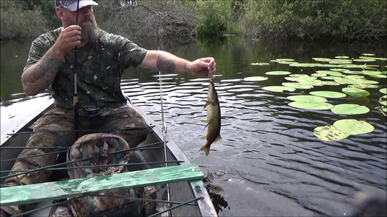 Peche Au Brochet Au Vif Au Bouchon En Etang