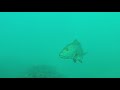 pesca submarina, spearfishing,  baja, cabos, pargo, snapper, mero, grouper, garlopa