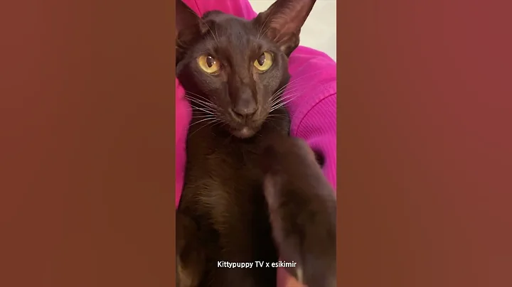 Video 7110901: curious oriental shorthair cat, lovely oriental shorthair cat