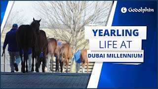 Yearling Turnout At Dubai Millennium Farm