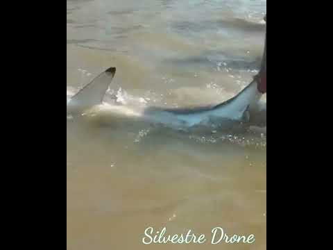 Tubarão na Boca da Barra em  Itanhaém ??