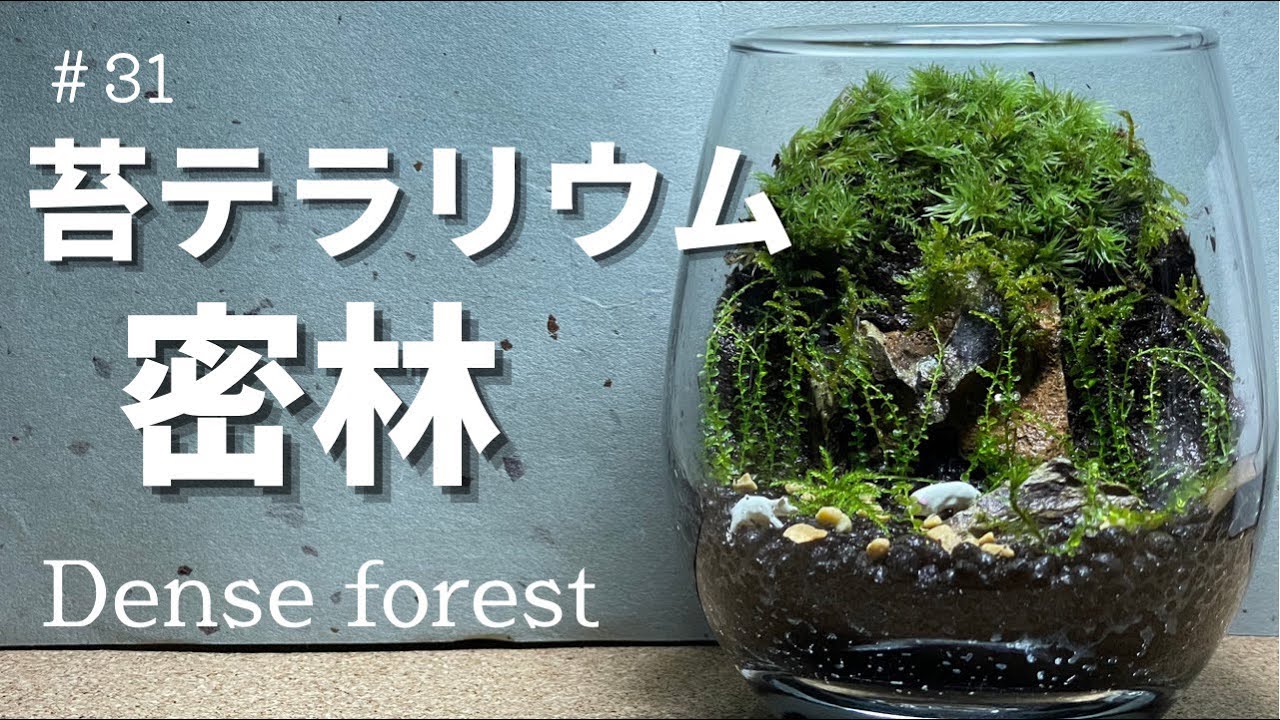 天然苔 上質 コツボ×3 ハイゴケ×2トレー 【公式通販】