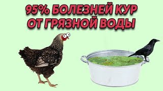 Почему куры болеют так часто? 95% болезней от грязной воды, тазиков и т.п.