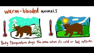 What is Warm Blooded || Essential Science || Terms ||