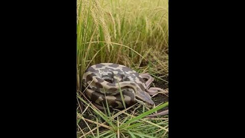 Guardian of the Rice Field – Python in the Golden Paddy