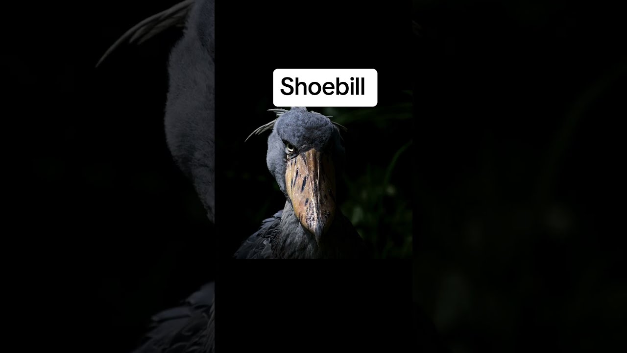 Terrifying Bird Sounds Scariest Calls In The World TerrifyingBirds ScarySounds Nature