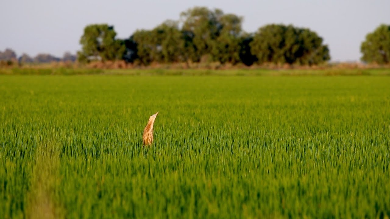 The search for the Australasian Bittern - Hexham Swamp 