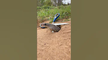 Simple Easy Snake Trap using Scissors #buildsnaketrap