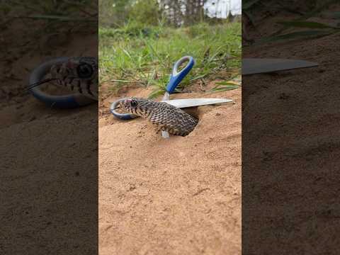 Simple Easy Snake Trap using Scissors #buildsnaketrap