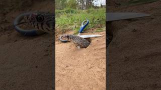 Simple Easy Snake Trap using Scissors #buildsnaketrap