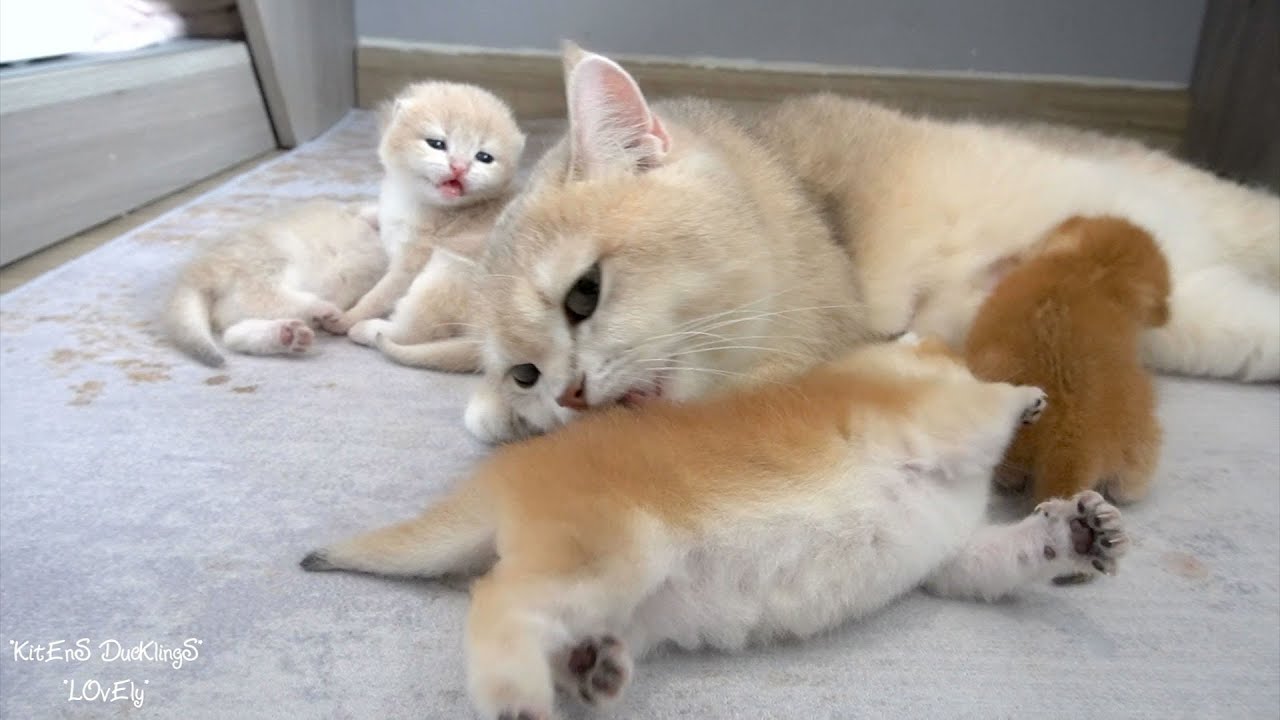 Daily life of Mom cat Washing, nursing and talking her baby kittens