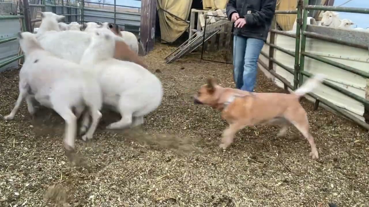 Smokey 2-23-2026 Billabong K9